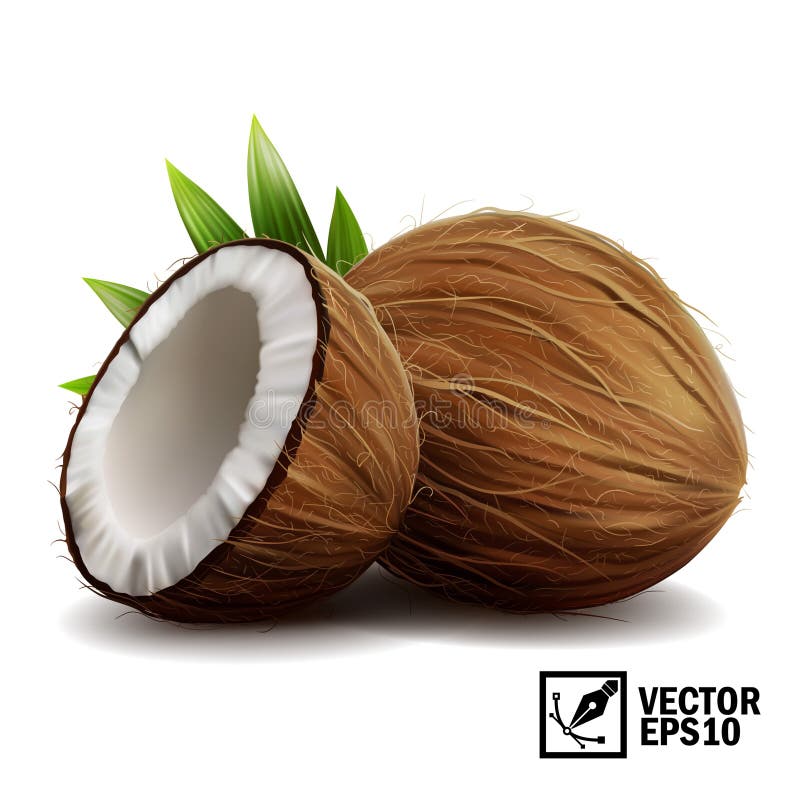 grupo isolado realístico do vetor 3D de coco inteiro, de metades do coco e de folhas de palmeira ilustração stock grupo isolado realístico do vetor 3D de coco inteiro, de metades do coco e de folhas de palmeira ilustração stock
