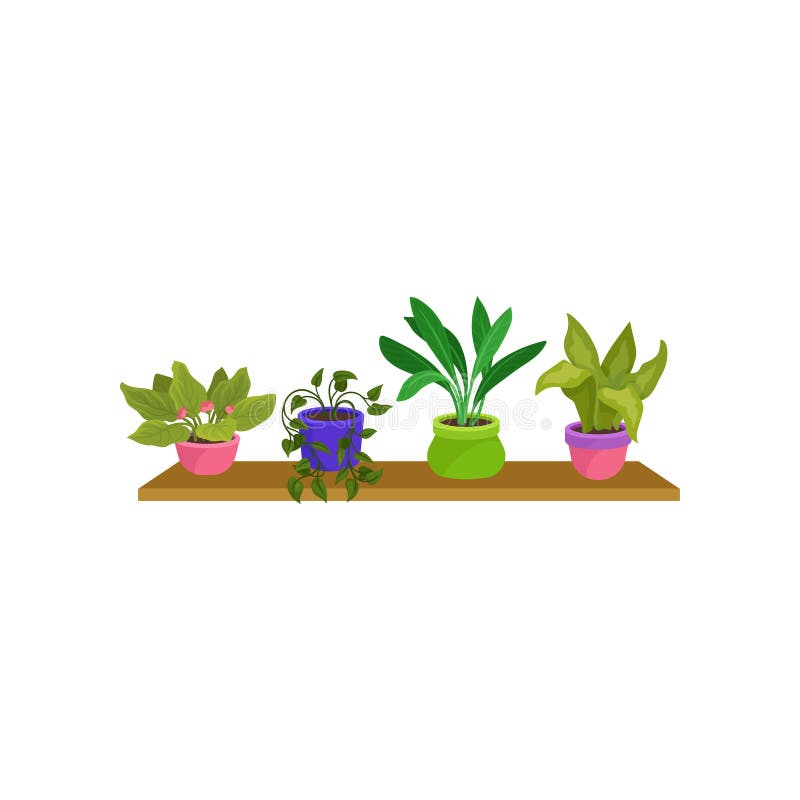 Grupo liso do vetor de 4 houseplants em uns potenciômetros cerâmicos coloridos Plantas decorativas verdes bonitos na prateleira d ilustração do vetor Grupo liso do vetor de 4 houseplants em uns potenciômetros cerâmicos coloridos Plantas decorativas verdes bonitos na prateleira d ilustração do vetor