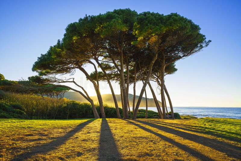 Grupo marítimo del árbol de pino cerca del mar y de la playa Baratti, Toscana fotos de archivo libres de regalías Grupo marítimo del árbol de pino cerca del mar y de la playa Baratti, Toscana fotos de archivo libres de regalías