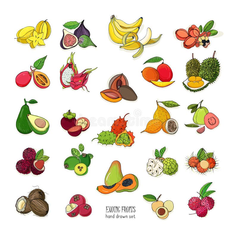 Exotic tropical fruits hand drawn set. Collection of whole fruit and cutaway. Avocado, Ackee, Banana, Guava, Dogwood, Durian, Figs, Carambola, Kiwano Coconut Lychee Longan Mango Mangosteen. Exotic tropical fruits hand drawn set. Collection of whole fruit and cutaway. Avocado, Ackee, Banana, Guava, Dogwood, Durian, Figs, Carambola, Kiwano Coconut Lychee Longan Mango Mangosteen