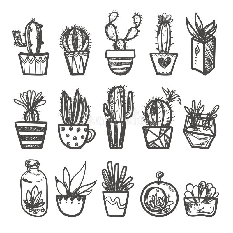 Cactus vetor botânico cactos verde cactáceo suculento planta botânica  ilustração floral realista conjunto de desenhos animados flores exóticas  isolados sobre fundo transparente imagem vetorial de luplupme.gmail.com©  221535294