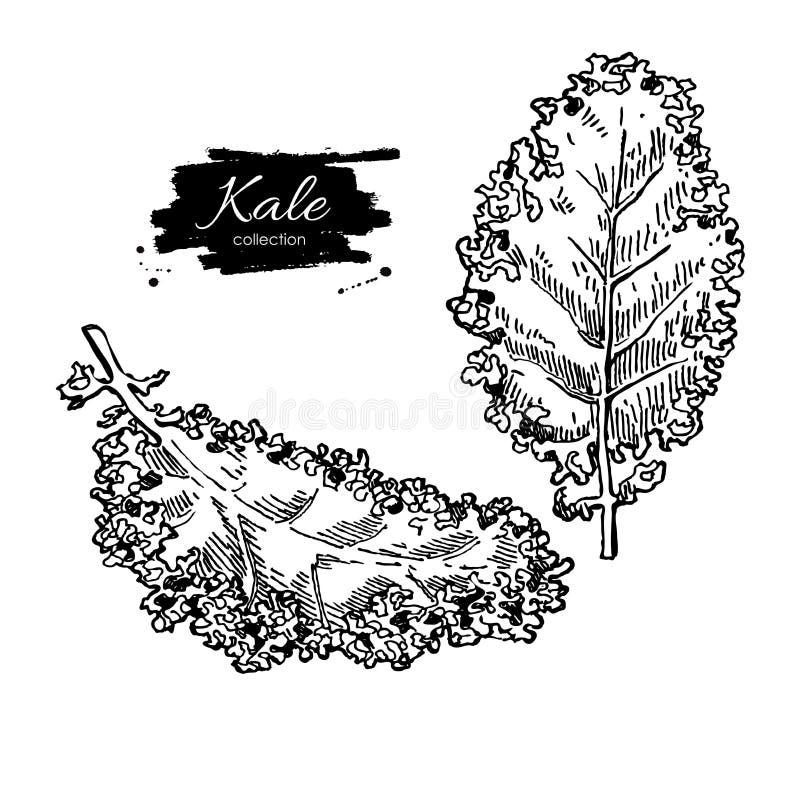 Grupo tirado mão da couve Illustratio gravado vegetal do estilo ilustração royalty free Grupo tirado mão da couve Illustratio gravado vegetal do estilo ilustração royalty free