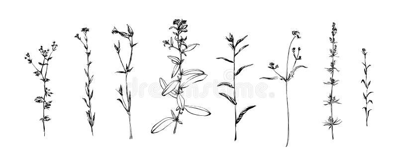 Grupo tirado mão de ervas selvagens Pintura das plantas do esboço pela tinta Ilustração botânica do vetor do estilo do esboço ou ilustração stock Grupo tirado mão de ervas selvagens Pintura das plantas do esboço pela tinta Ilustração botânica do vetor do estilo do esboço ou ilustração stock