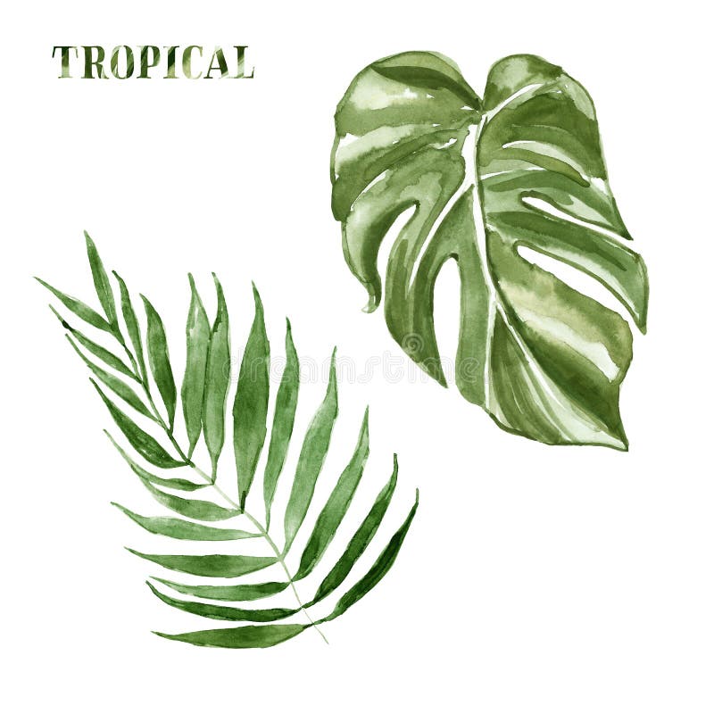 Grupo tropical das folhas da aquarela, isolado no fundo branco Ilustra??o bot?nica do ver?o pintado ? m?o de plantas verdes ex?ti ilustração stock Grupo tropical das folhas da aquarela, isolado no fundo branco Ilustra??o bot?nica do ver?o pintado ? m?o de plantas verdes ex?ti ilustração stock