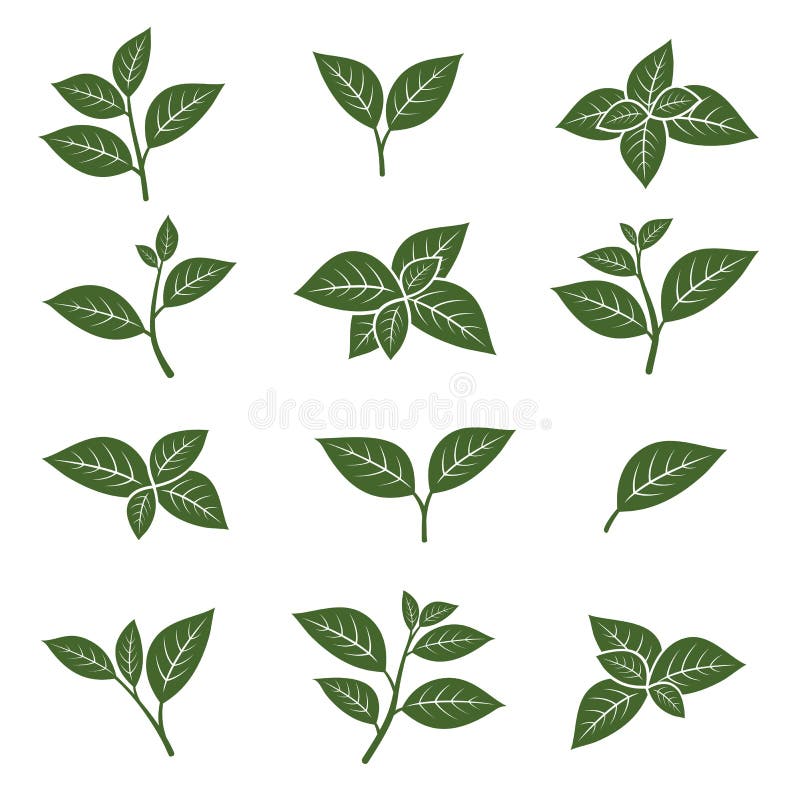 Grupo verde da coleção da folha de chá Vetor ilustração stock Grupo verde da coleção da folha de chá Vetor ilustração stock