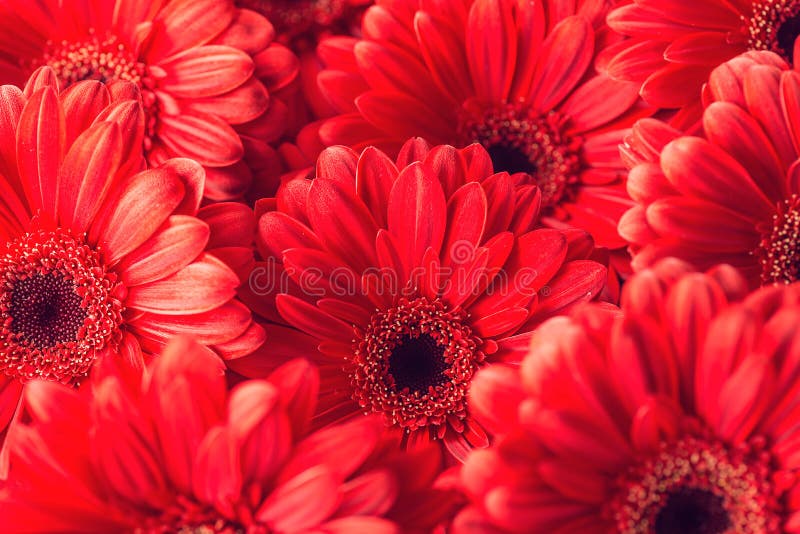 Grupowi od czerwoni gerberas, makro- fotografia i kwiatu tło, obrazy royalty free Grupowi od czerwoni gerberas, makro- fotografia i kwiatu tło, obrazy royalty free