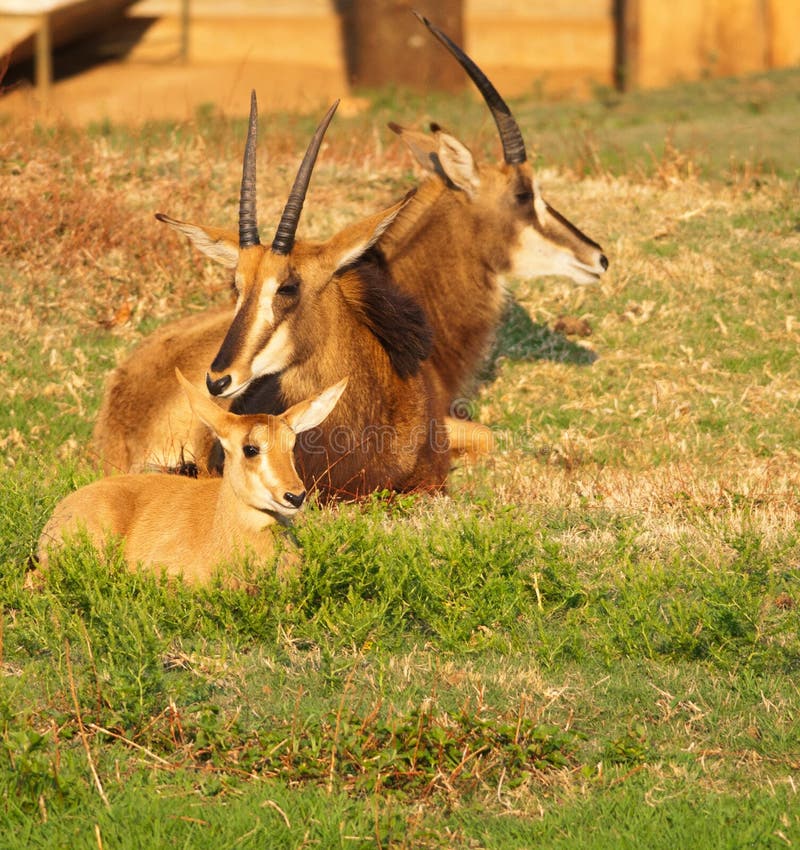 Group of three Sable antelope lying down with a youngster in the foreground. Group of three Sable antelope lying down with a youngster in the foreground