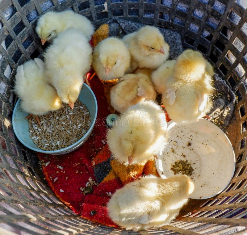 Grupowy kurczątko W koszu obraz stock