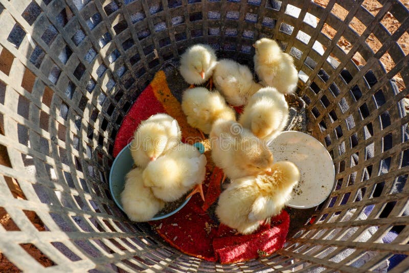 Grupa piskląt w koszyku fotografia royalty free