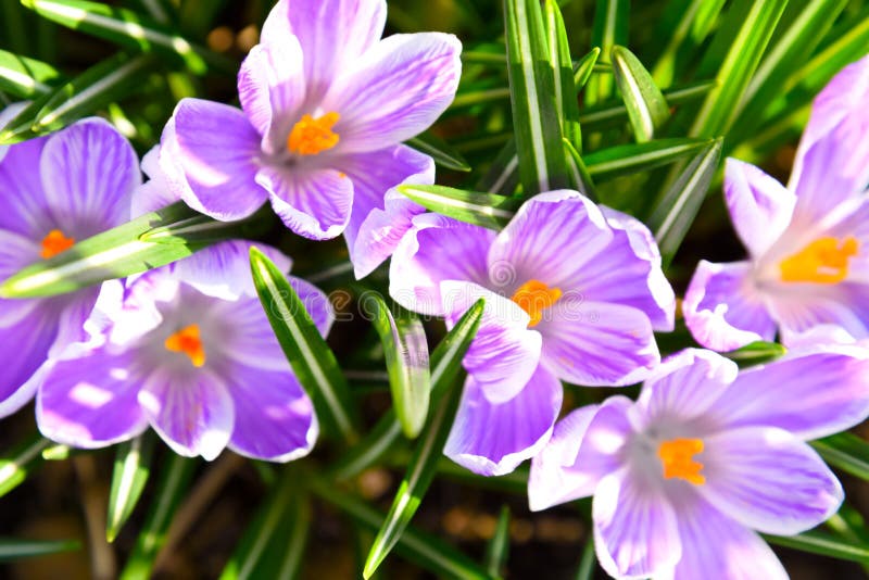 Grupp av att blomma krokusar arkivbild Grupp av att blomma krokusar arkivbild