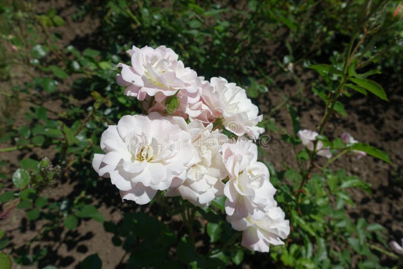 Grupp av blekt - rosa halv-dubblett blommor av rosen royaltyfri bild Grupp av blekt - rosa halv-dubblett blommor av rosen royaltyfri bild