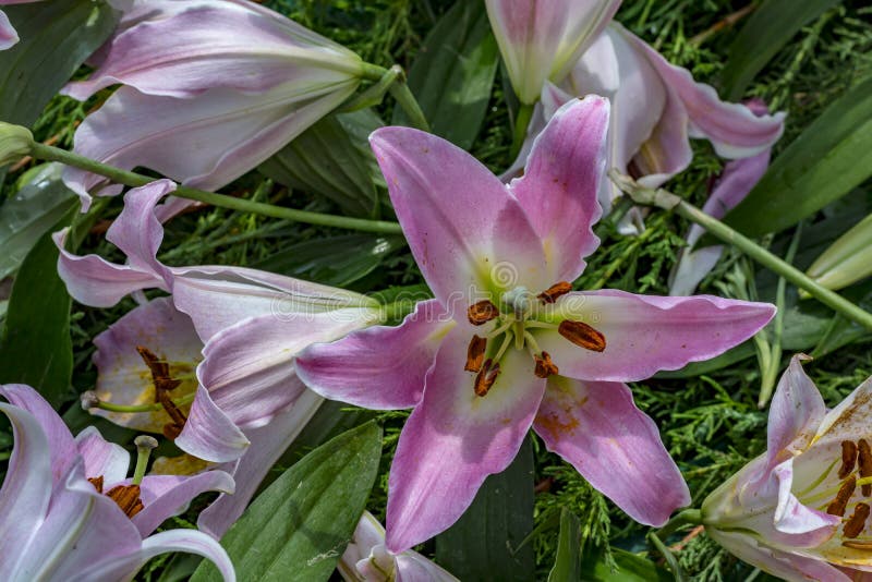 Grupp av den rosa dagdrömmareliljan royaltyfria foton Grupp av den rosa dagdrömmareliljan royaltyfria foton