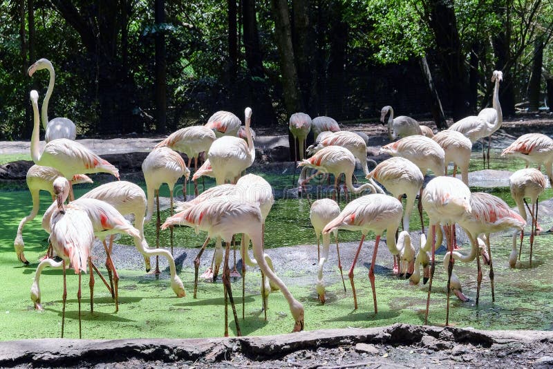 Grupp av den större flamingo arkivbild Grupp av den större flamingo arkivbild