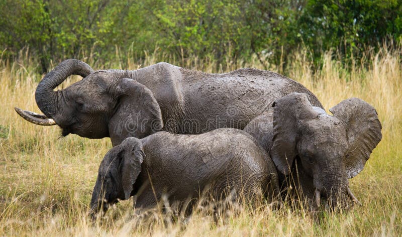 Group of elephants in the savannah. Africa. Kenya. Tanzania. Serengeti. Maasai Mara. An excellent illustration. Group of elephants in the savannah. Africa. Kenya. Tanzania. Serengeti. Maasai Mara. An excellent illustration.