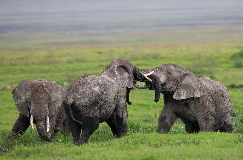 Group of elephants in the savannah. Africa. Kenya. Tanzania. Serengeti. Maasai Mara. An excellent illustration. Group of elephants in the savannah. Africa. Kenya. Tanzania. Serengeti. Maasai Mara. An excellent illustration.