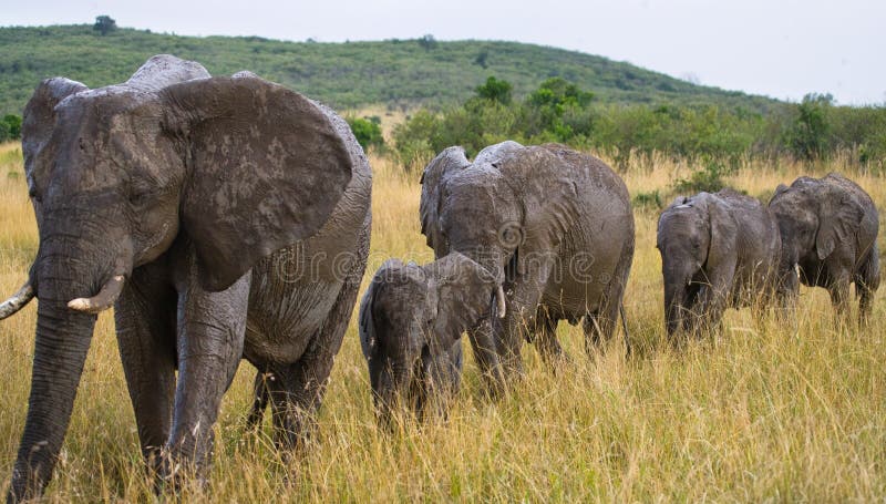 Group of elephants walking on the savannah. Africa. Kenya. Tanzania. Serengeti. Maasai Mara. An excellent illustration. Group of elephants walking on the savannah. Africa. Kenya. Tanzania. Serengeti. Maasai Mara. An excellent illustration.