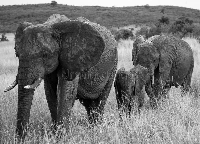 Group of elephants walking on the savannah. Africa. Kenya. Tanzania. Serengeti. Maasai Mara. An excellent illustration. Group of elephants walking on the savannah. Africa. Kenya. Tanzania. Serengeti. Maasai Mara. An excellent illustration.