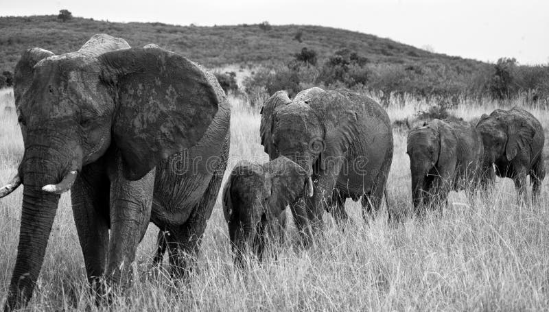 Group of elephants walking on the savannah. Africa. Kenya. Tanzania. Serengeti. Maasai Mara. An excellent illustration. Group of elephants walking on the savannah. Africa. Kenya. Tanzania. Serengeti. Maasai Mara. An excellent illustration.