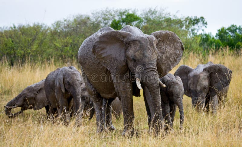 Group of elephants walking on the savannah. Africa. Kenya. Tanzania. Serengeti. Maasai Mara. An excellent illustration. Group of elephants walking on the savannah. Africa. Kenya. Tanzania. Serengeti. Maasai Mara. An excellent illustration.