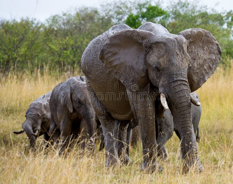 Group of elephants walking on the savannah. Africa. Kenya. Tanzania. Serengeti. Maasai Mara. An excellent illustration. Group of elephants walking on the savannah. Africa. Kenya. Tanzania. Serengeti. Maasai Mara. An excellent illustration.