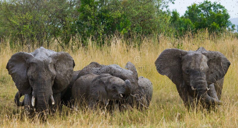 Group of elephants walking on the savannah. Africa. Kenya. Tanzania. Serengeti. Maasai Mara. An excellent illustration. Group of elephants walking on the savannah. Africa. Kenya. Tanzania. Serengeti. Maasai Mara. An excellent illustration.