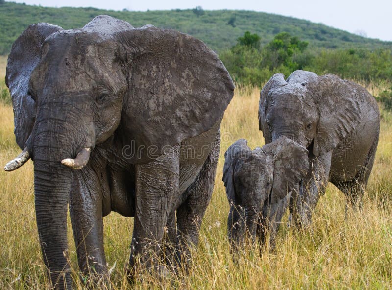 Group of elephants walking on the savannah. Africa. Kenya. Tanzania. Serengeti. Maasai Mara. An excellent illustration. Group of elephants walking on the savannah. Africa. Kenya. Tanzania. Serengeti. Maasai Mara. An excellent illustration.