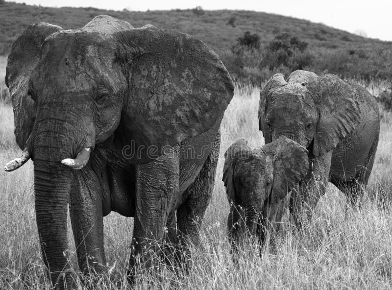 Group of elephants walking on the savannah. Africa. Kenya. Tanzania. Serengeti. Maasai Mara. An excellent illustration. Group of elephants walking on the savannah. Africa. Kenya. Tanzania. Serengeti. Maasai Mara. An excellent illustration.