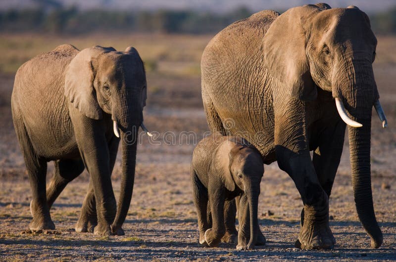 Group of elephants walking on the savannah. Africa. Kenya. Tanzania. Serengeti. Maasai Mara. An excellent illustration. Group of elephants walking on the savannah. Africa. Kenya. Tanzania. Serengeti. Maasai Mara. An excellent illustration.