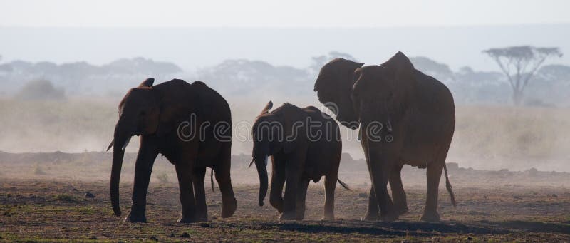 Group of elephants walking on the savannah. Africa. Kenya. Tanzania. Serengeti. Maasai Mara. An excellent illustration. Group of elephants walking on the savannah. Africa. Kenya. Tanzania. Serengeti. Maasai Mara. An excellent illustration.