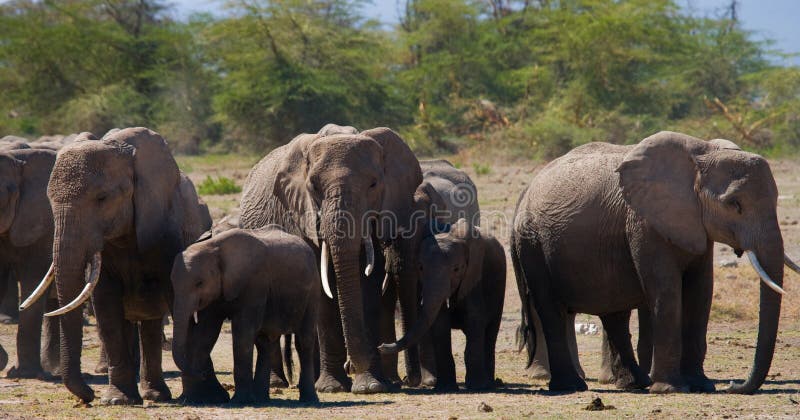 Group of elephants walking on the savannah. Africa. Kenya. Tanzania. Serengeti. Maasai Mara. An excellent illustration. Group of elephants walking on the savannah. Africa. Kenya. Tanzania. Serengeti. Maasai Mara. An excellent illustration.