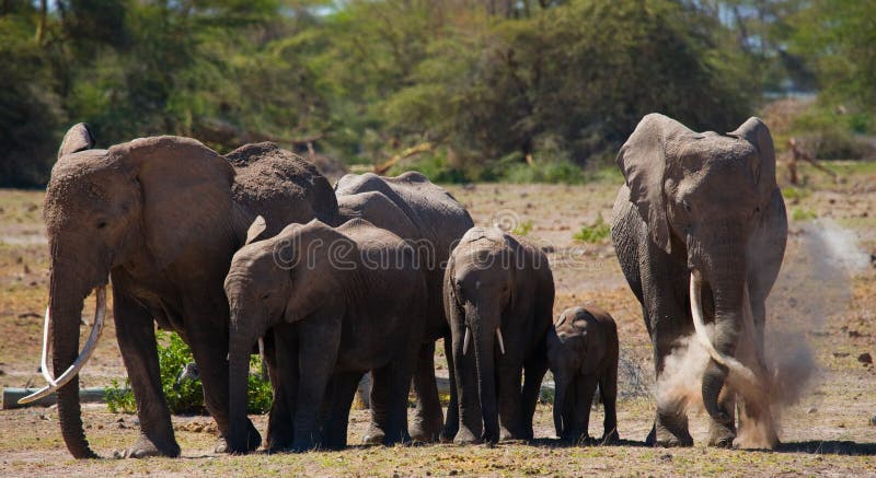 Group of elephants walking on the savannah. Africa. Kenya. Tanzania. Serengeti. Maasai Mara. An excellent illustration. Group of elephants walking on the savannah. Africa. Kenya. Tanzania. Serengeti. Maasai Mara. An excellent illustration.