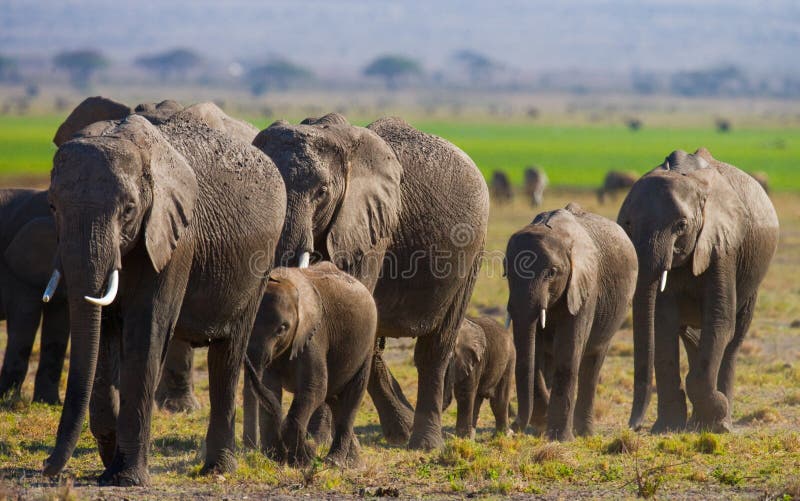 Group of elephants walking on the savannah. Africa. Kenya. Tanzania. Serengeti. Maasai Mara. An excellent illustration. Group of elephants walking on the savannah. Africa. Kenya. Tanzania. Serengeti. Maasai Mara. An excellent illustration.