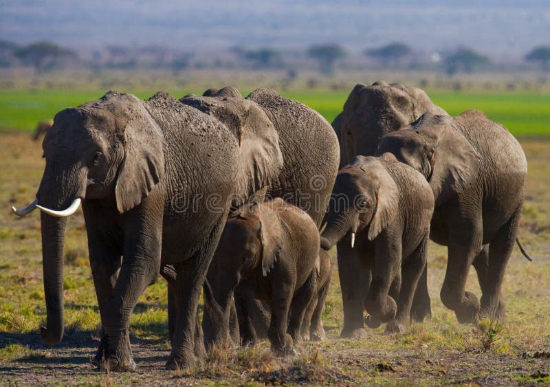 Group of elephants walking on the savannah. Africa. Kenya. Tanzania. Serengeti. Maasai Mara. An excellent illustration. Group of elephants walking on the savannah. Africa. Kenya. Tanzania. Serengeti. Maasai Mara. An excellent illustration.