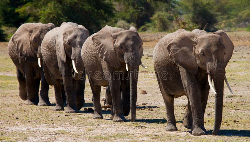 Group of elephants walking on the savannah. Africa. Kenya. Tanzania. Serengeti. Maasai Mara. An excellent illustration. Group of elephants walking on the savannah. Africa. Kenya. Tanzania. Serengeti. Maasai Mara. An excellent illustration.