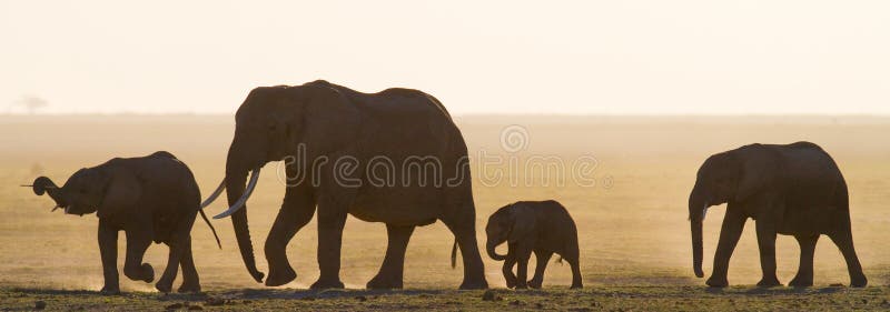 Group of elephants walking on the savannah. Africa. Kenya. Tanzania. Serengeti. Maasai Mara. An excellent illustration. Group of elephants walking on the savannah. Africa. Kenya. Tanzania. Serengeti. Maasai Mara. An excellent illustration.