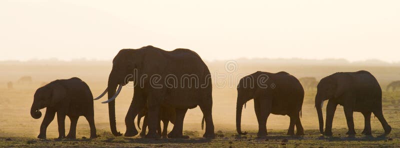 Group of elephants walking on the savannah. Africa. Kenya. Tanzania. Serengeti. Maasai Mara. An excellent illustration. Group of elephants walking on the savannah. Africa. Kenya. Tanzania. Serengeti. Maasai Mara. An excellent illustration.