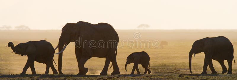 Group of elephants walking on the savannah. Africa. Kenya. Tanzania. Serengeti. Maasai Mara. An excellent illustration. Group of elephants walking on the savannah. Africa. Kenya. Tanzania. Serengeti. Maasai Mara. An excellent illustration.