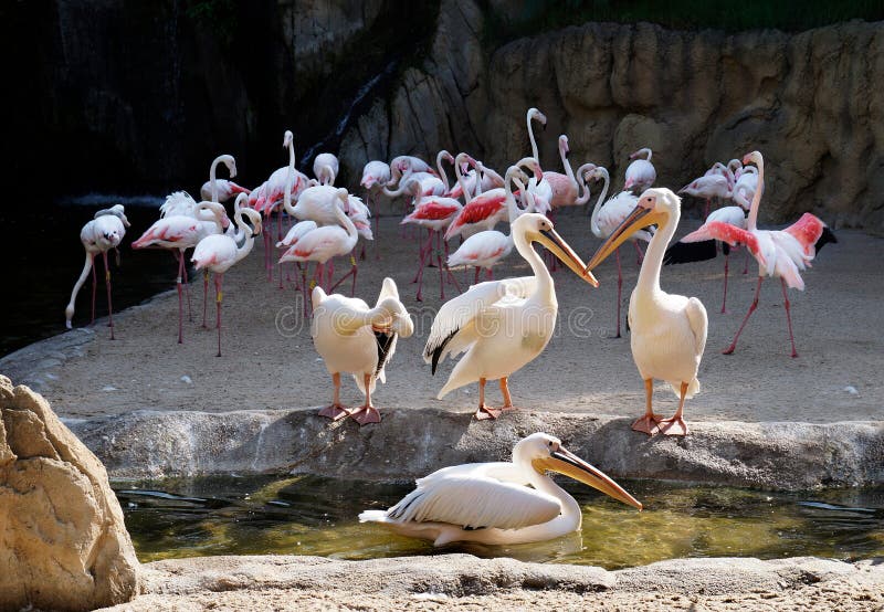 Grupp av gemensamma pelikan, Pelecanusonocrotalus som argumenterar bland dem med flamingo i bakgrunden arkivbild Grupp av gemensamma pelikan, Pelecanusonocrotalus som argumenterar bland dem med flamingo i bakgrunden arkivbild