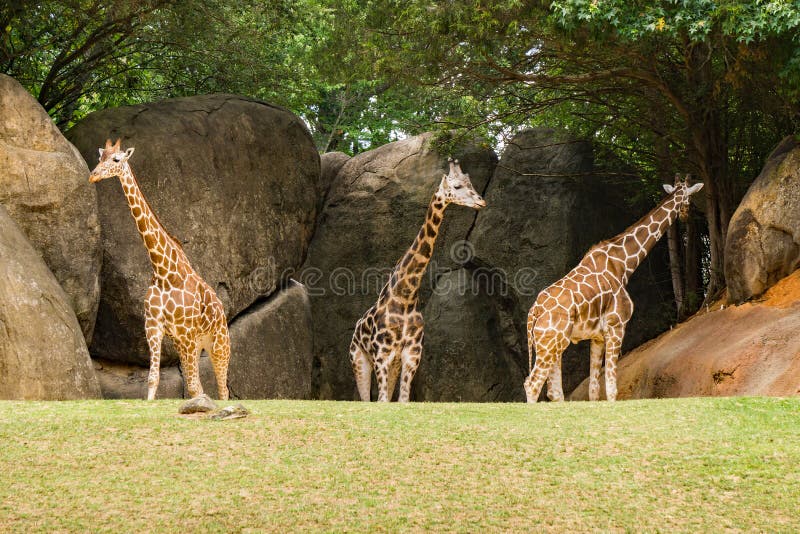 Grupp av giraff - Giraffacamelopardalis fotografering för bildbyråer Grupp av giraff - Giraffacamelopardalis fotografering för bildbyråer