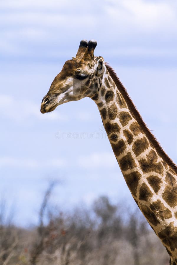 Grupp av giraff i den Kruger nationalparken royaltyfria bilder Grupp av giraff i den Kruger nationalparken royaltyfria bilder