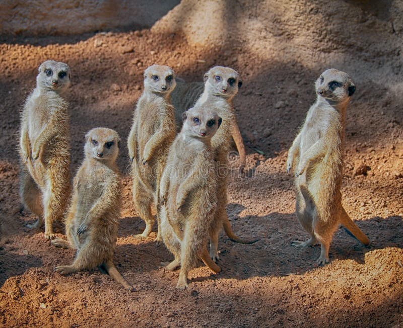 Grupp av gulliga stående meerkats (Suricatasuricataen) arkivfoto Grupp av gulliga stående meerkats (Suricatasuricataen) arkivfoto