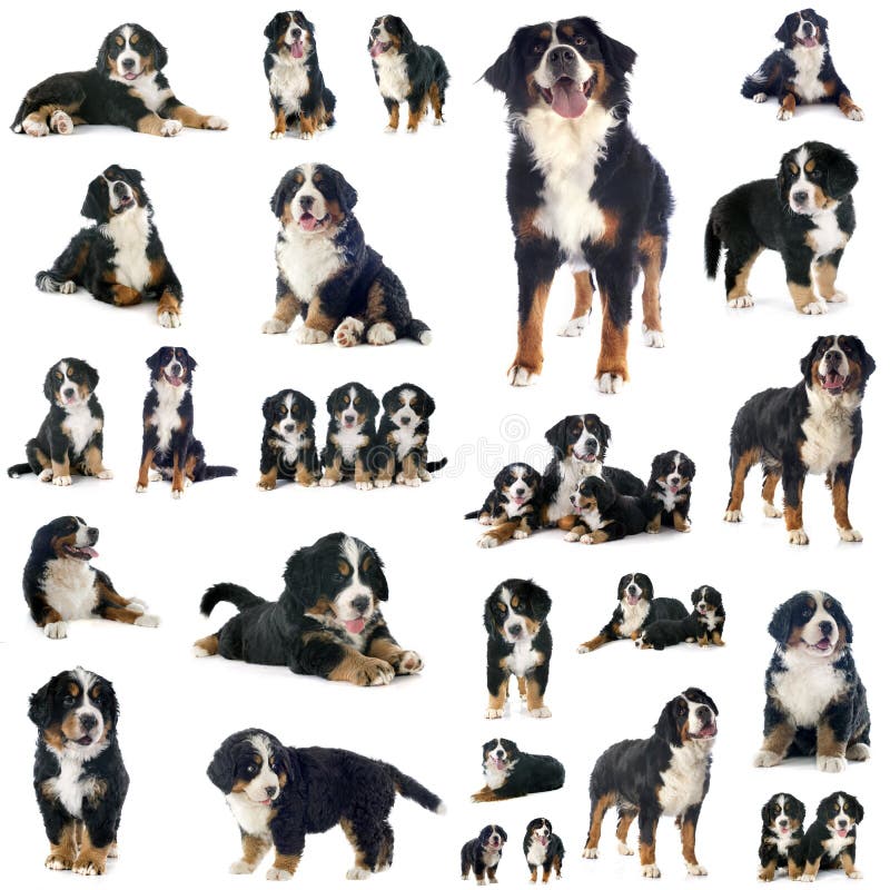 Grupp av hunden för bernese berg arkivbild Grupp av hunden för bernese berg arkivbild
