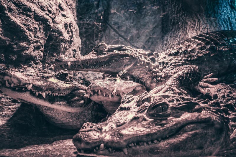 Grupp av krokodiler, farliga rovdjurs- djurreptilar, slut upp royaltyfria bilder Grupp av krokodiler, farliga rovdjurs- djurreptilar, slut upp royaltyfria bilder