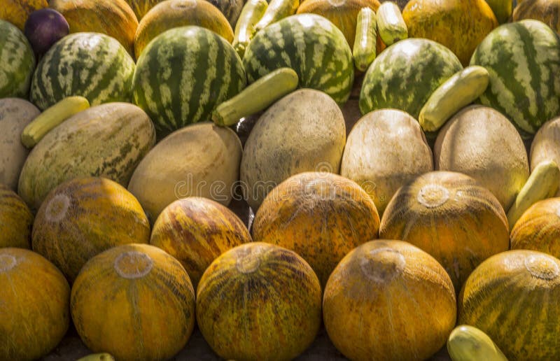 Grupp av nya mogna gula söta melon och vattenmelon, zucchinier royaltyfria bilder Grupp av nya mogna gula söta melon och vattenmelon, zucchinier royaltyfria bilder
