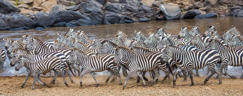 Grupp av sebror som stöter ihop med vattnet kenya tanzania Chiang Mai serengeti Maasai Mara arkivfoton Grupp av sebror som stöter ihop med vattnet kenya tanzania Chiang Mai serengeti Maasai Mara arkivfoton