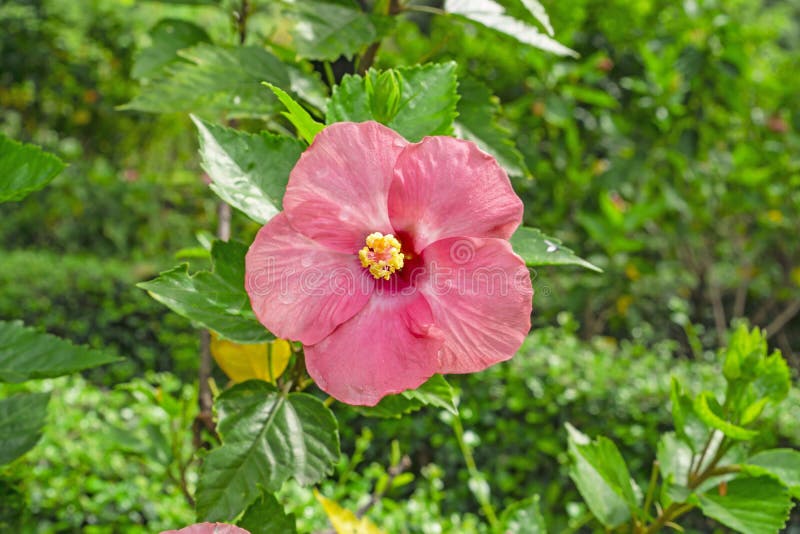 Grupp av stora gula kronblad av den hawaianska hibiskusblomningräkningen runt om röd lång ståndare och pistill som är bekanta som arkivbild Grupp av stora gula kronblad av den hawaianska hibiskusblomningräkningen runt om röd lång ståndare och pistill som är bekanta som arkivbild