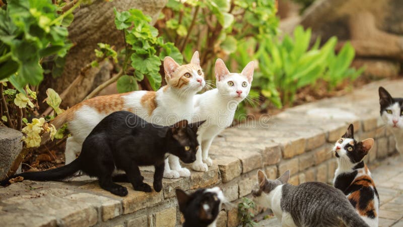 Grupp av tillfälliga katter som sitter på banatrottoarkant som ser upp som someo royaltyfri bild Grupp av tillfälliga katter som sitter på banatrottoarkant som ser upp som someo royaltyfri bild
