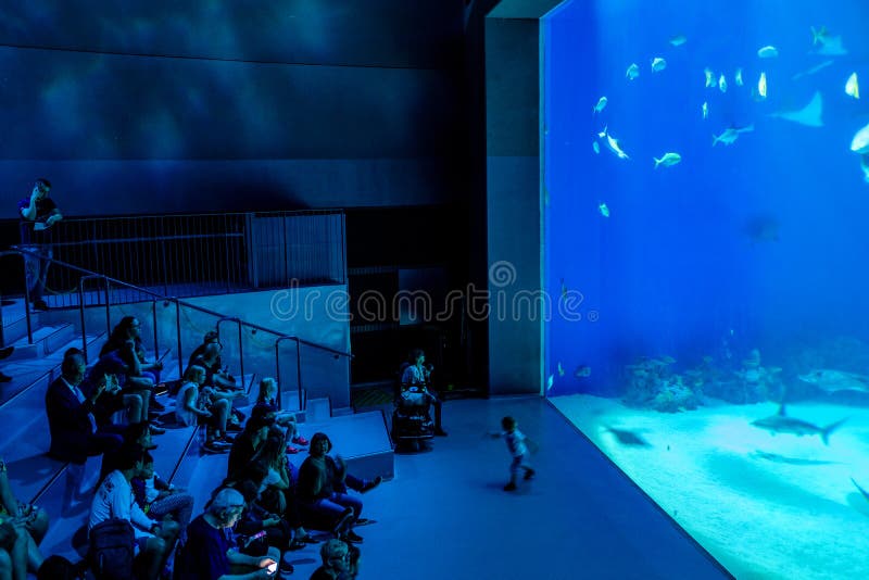 Copenhagen, Zealand region / Denmark - 2017/07/26: Group of spectators admiring a large scale sealife oceanarium with many species of underwater animals in a zoological aquarium. Copenhagen, Zealand region / Denmark - 2017/07/26: Group of spectators admiring a large scale sealife oceanarium with many species of underwater animals in a zoological aquarium