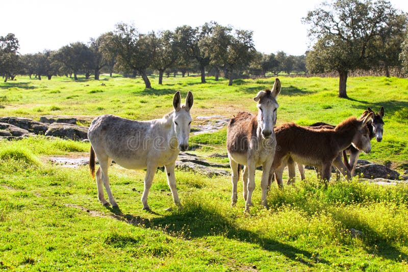 Family of donkeys at field. Family of donkeys at field.