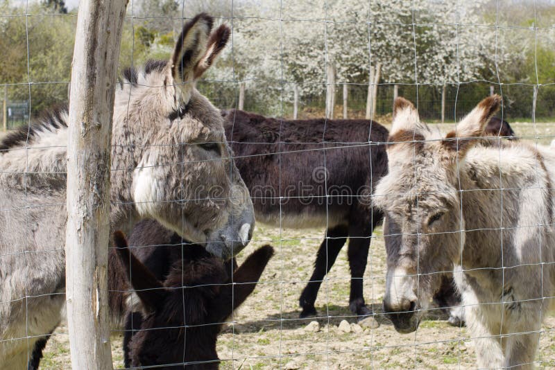 Group of Mediterranean and black donkeys enjoying the sun through fence from springtime meadow with tree background. Group of Mediterranean and black donkeys enjoying the sun through fence from springtime meadow with tree background